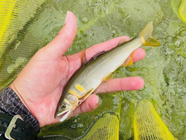 和良川鮎釣り 泳がせ釣りが重要！ | 釣具のイシグロ | 釣り情報サイト